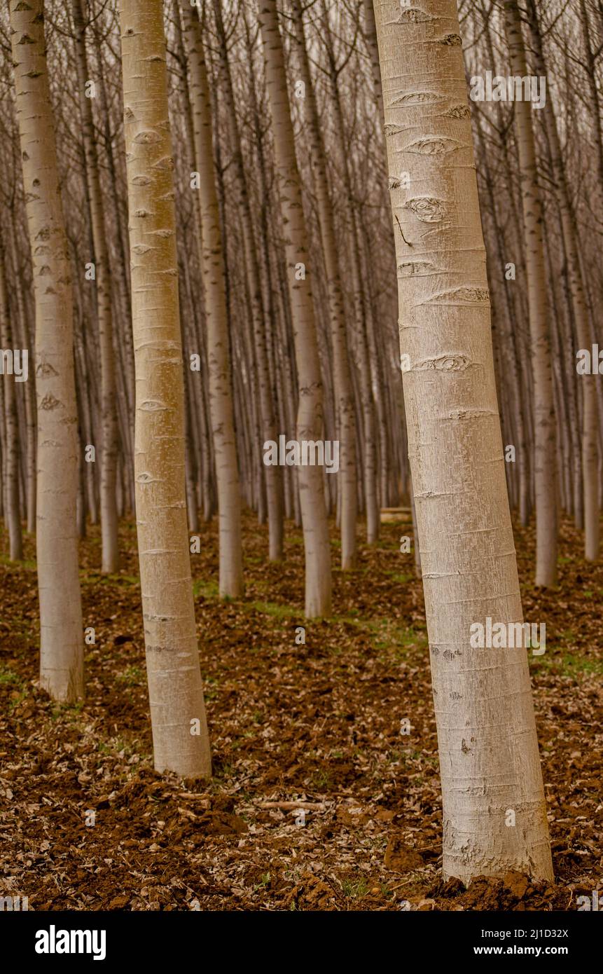 trunks of white poplar trees in a plantation, populus alba. Spain Stock Photo