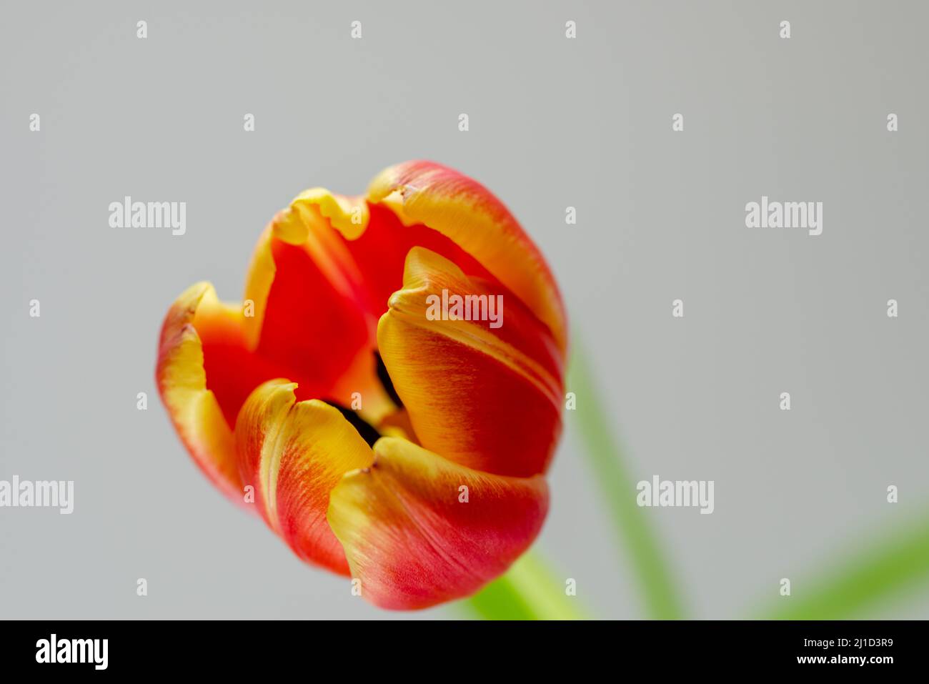 closeup of an opened red tulip flower against a light background Stock Photo