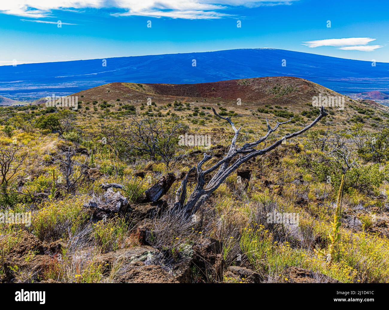 Cinder Cone and Volcanic Landscape of Mauna Kea With The Summit of Mauna Loa in the Distance