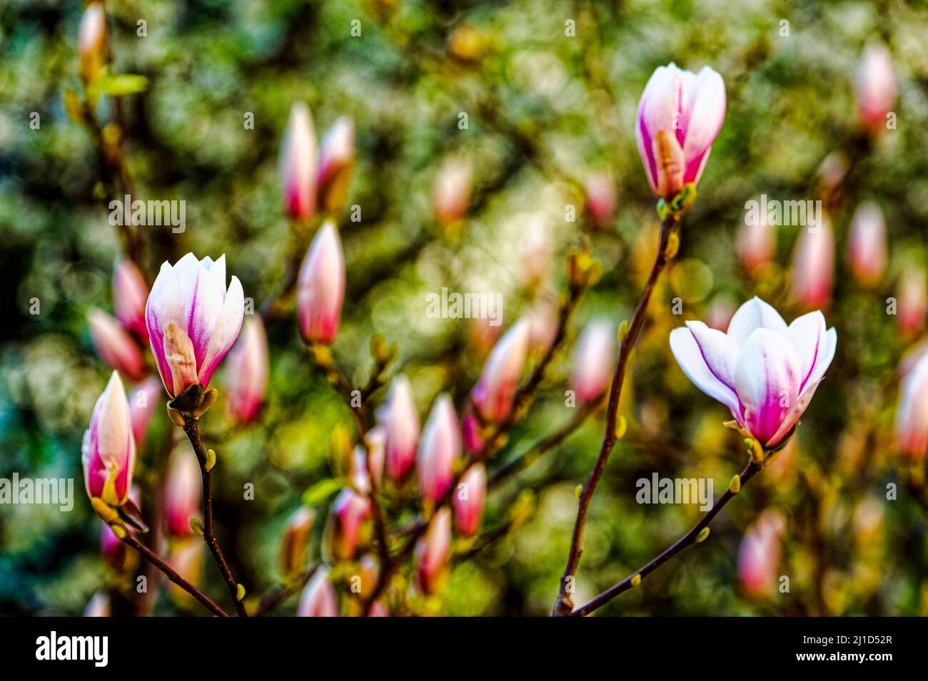 Magnolien im Garten ,Linden ,Hannover Stock Photo Alamy