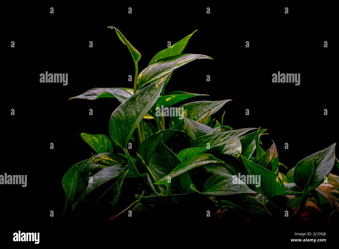 A green houseplant Stock Photo Alamy