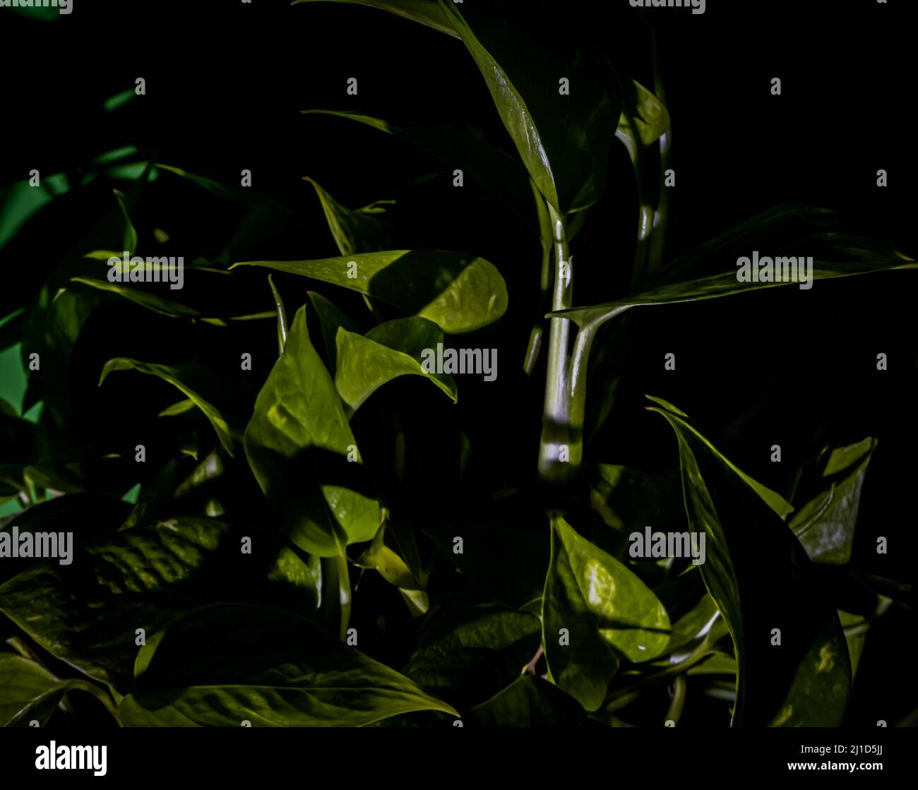 A green houseplant Stock Photo Alamy