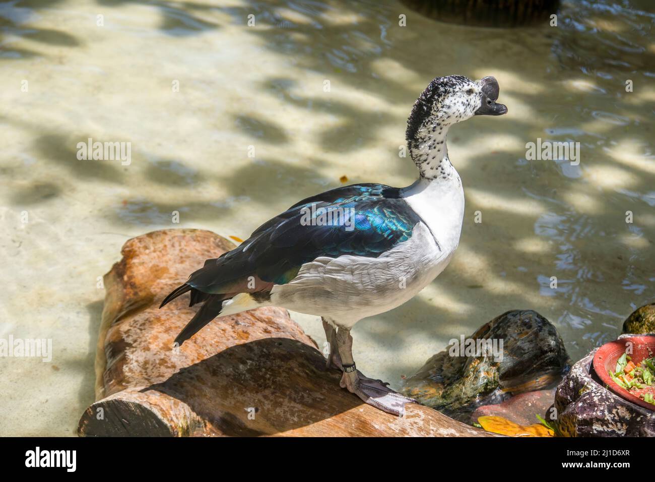 knob billed duck sarkidiornis melanotos Knob-billed Duck – Holmen Birding Safaris main image 1