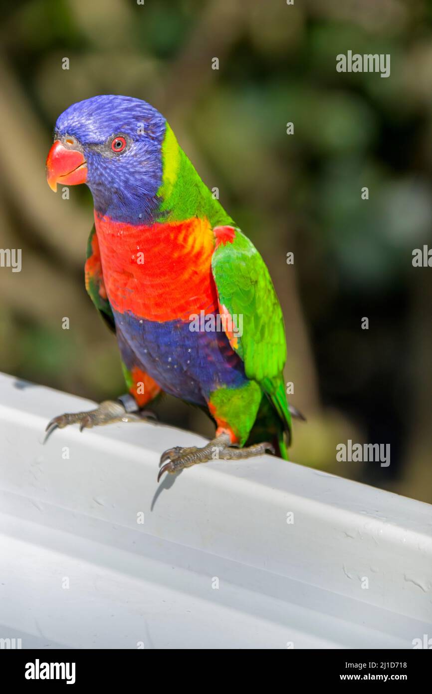 The sunset lorikeet (Trichoglossus forsteni) is a species of parrot that is endemic to the Indonesian islands. Stock Photo