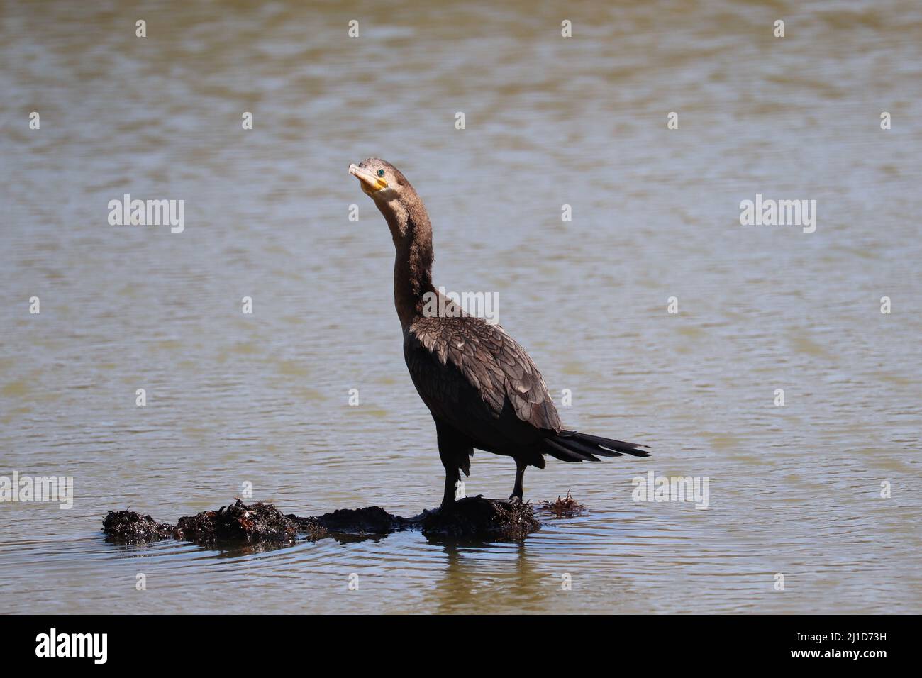 Neotropical cormorant or Nannopterum brasilianum standing on rock in the middle of a pond in the Riparian water ranch in Arizona. Stock Photo