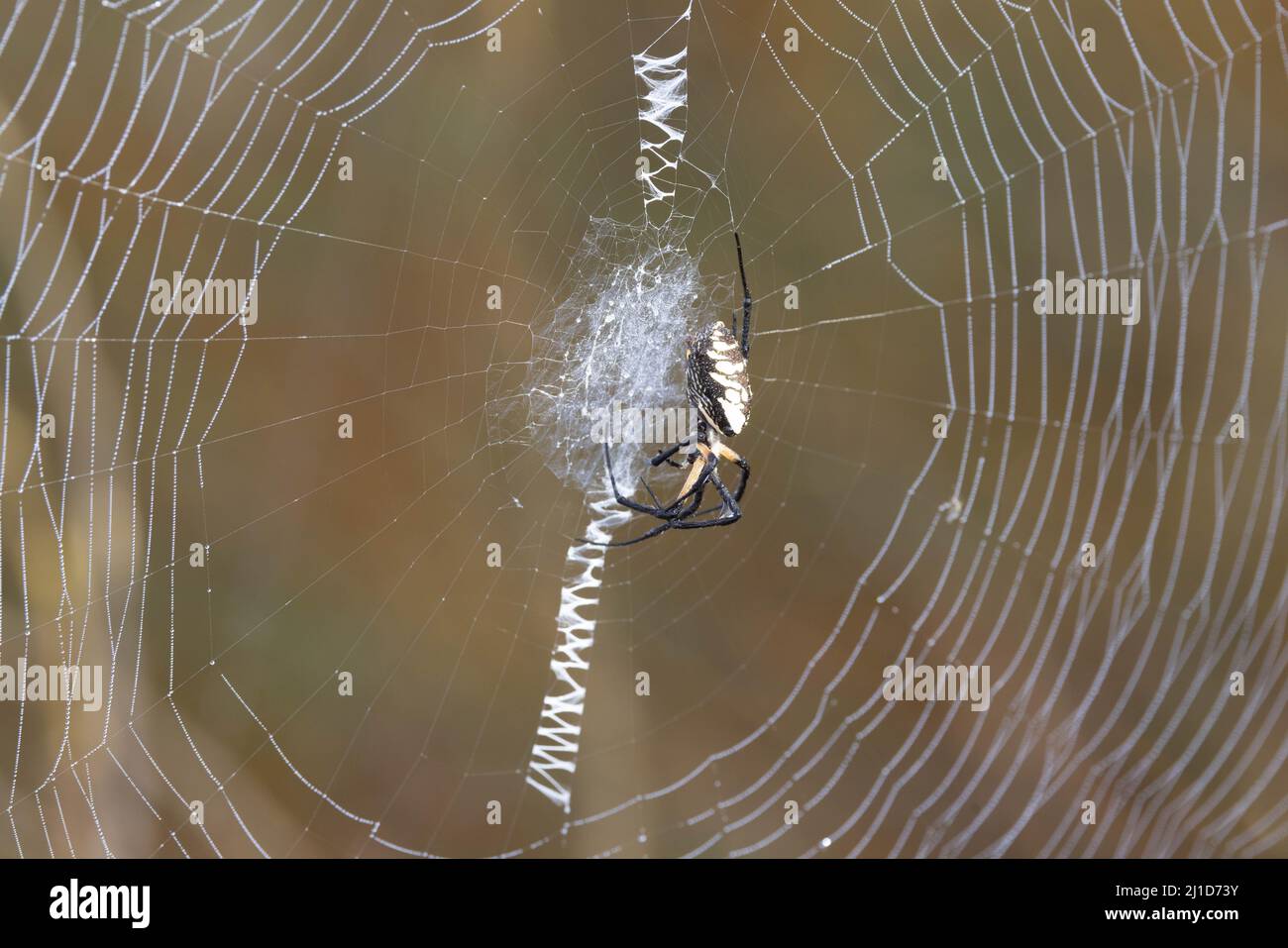 Yellow Garden Spider, Bosque del Apache National Wildlife Refuge, New Mexico, USA. Stock Photo