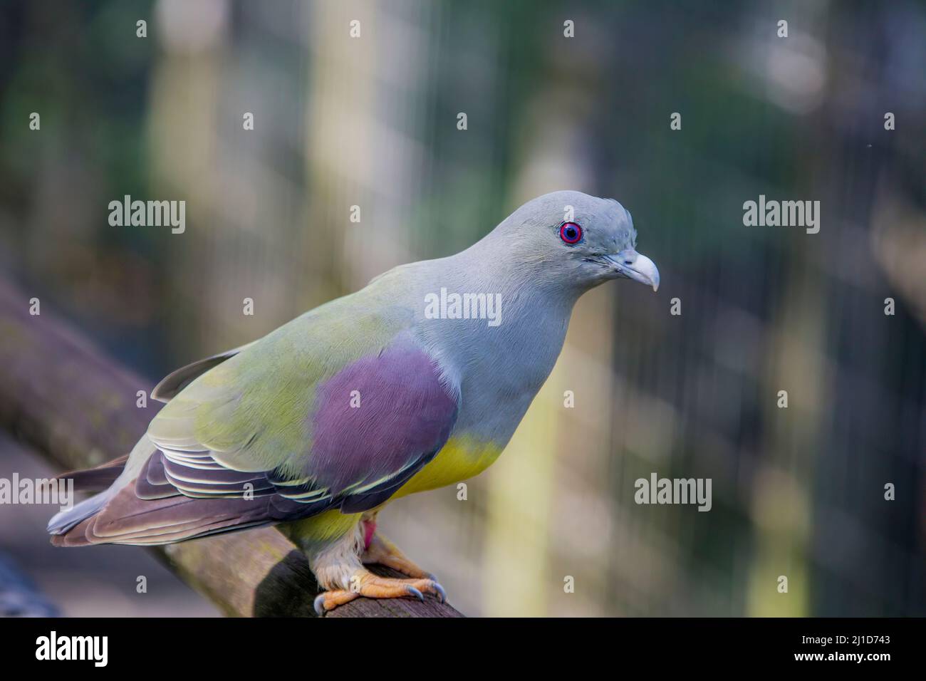bruce-s-green-pigeon-treron-waalia-is-a-species-of-bird-in-the-family
