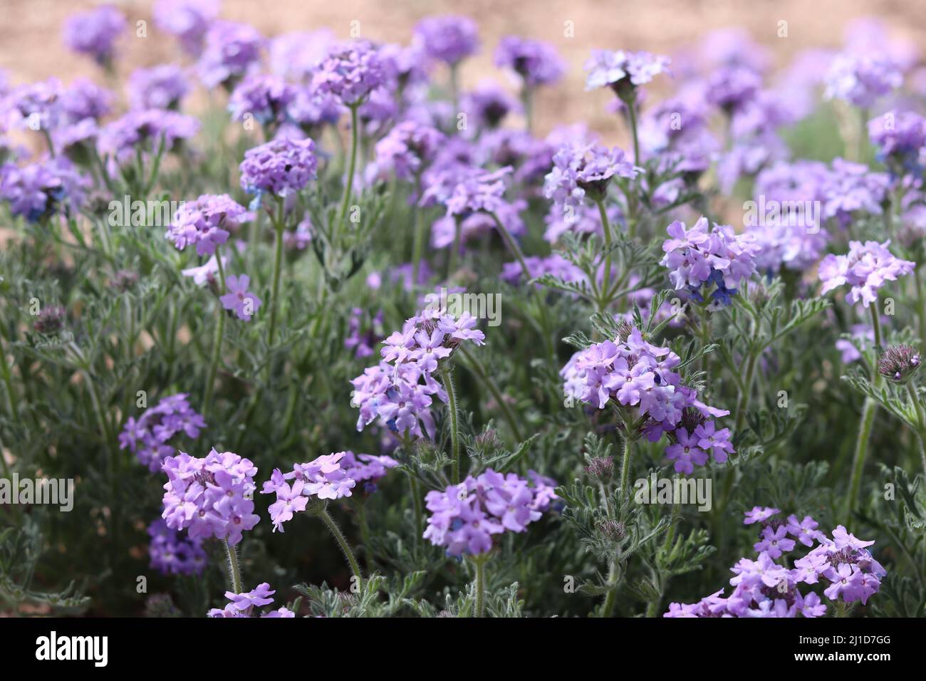 Close up of a group of wild Mock vervains or Glandularia at Rumsey Park in Payson, Arizona. Stock Photo