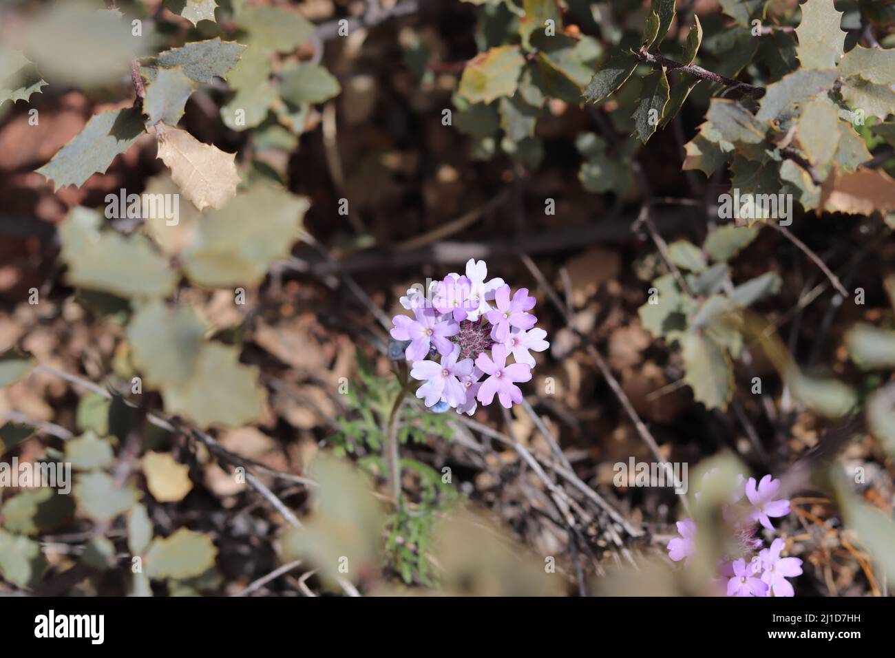 Close up of a cluster of Mock vervains or Glandularia surrounded by foliage at Rumsey Park in Payson, Arizona. Stock Photo