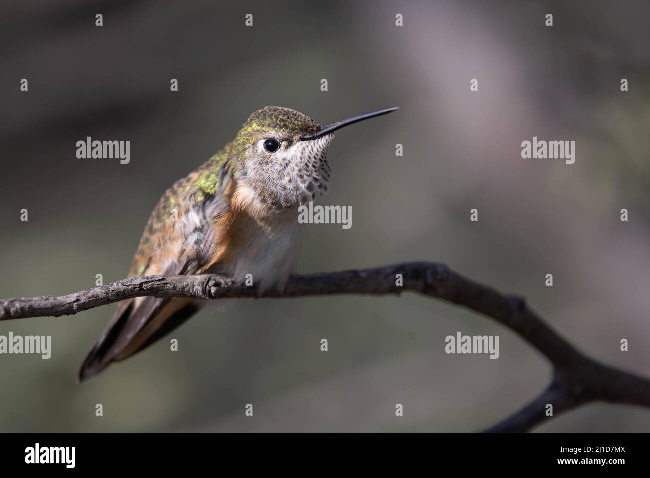 Female Broad-tailed Hummingbird, Bosque del Apache National Wildlife Refuge, USA. Stock Photo