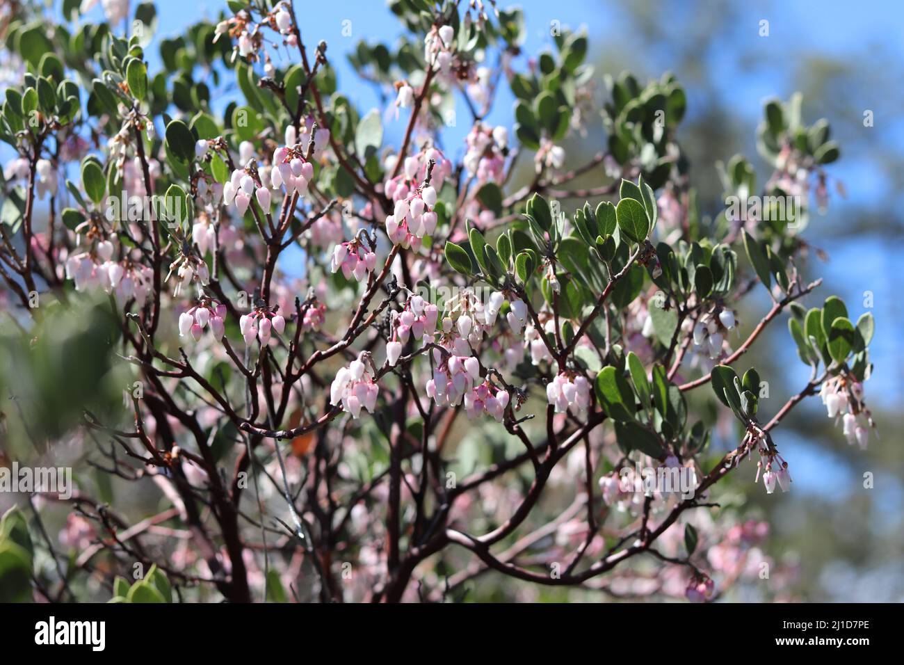 Close up of Manzanita or Arctostaphylos flowers at Rumsey Park in Payson, Arizona. Stock Photo