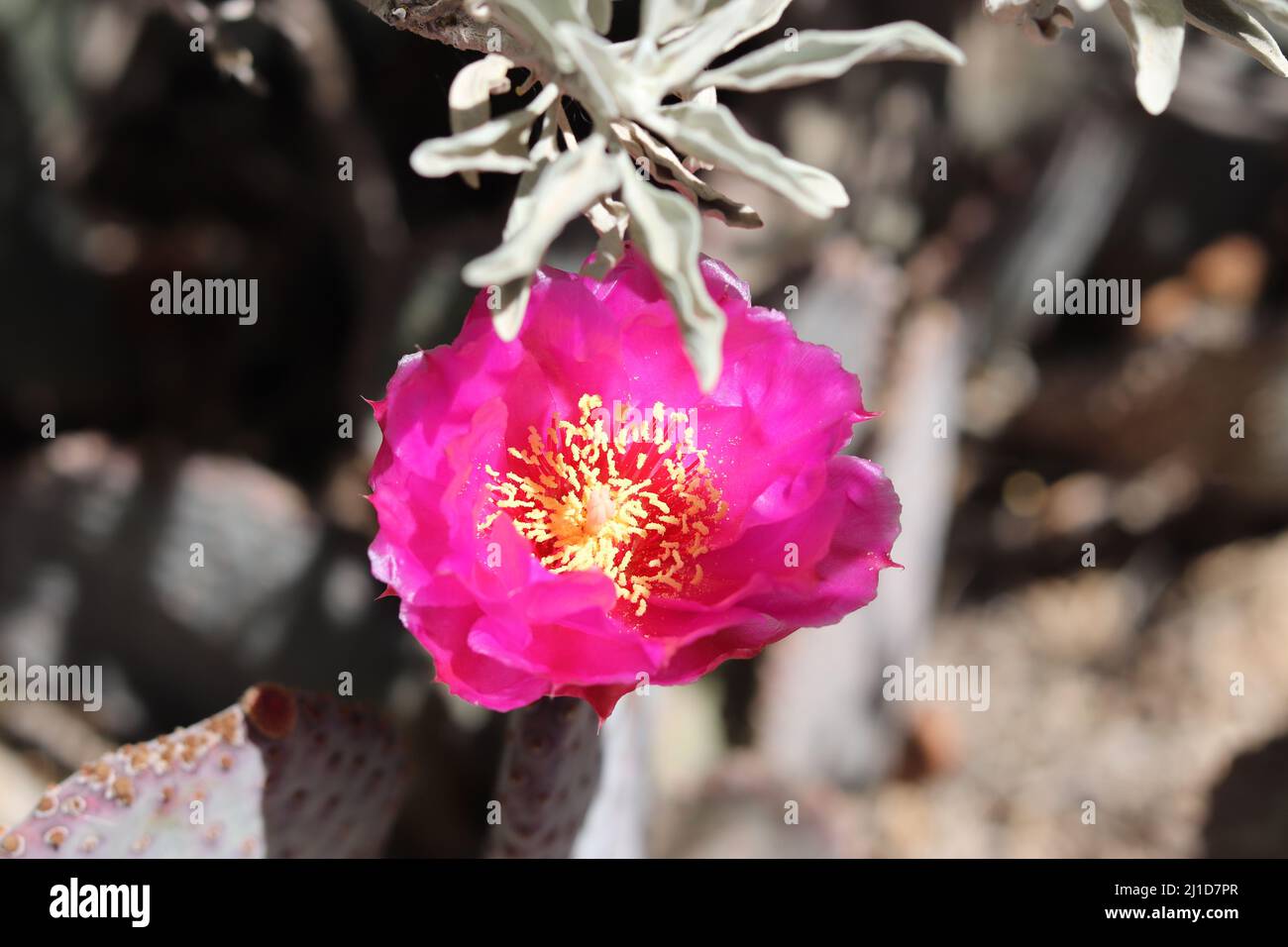 Purple Prickly pear or Opuntia basilaris flower at the Riparian Preserve Water Ranch in Arizona. Stock Photo