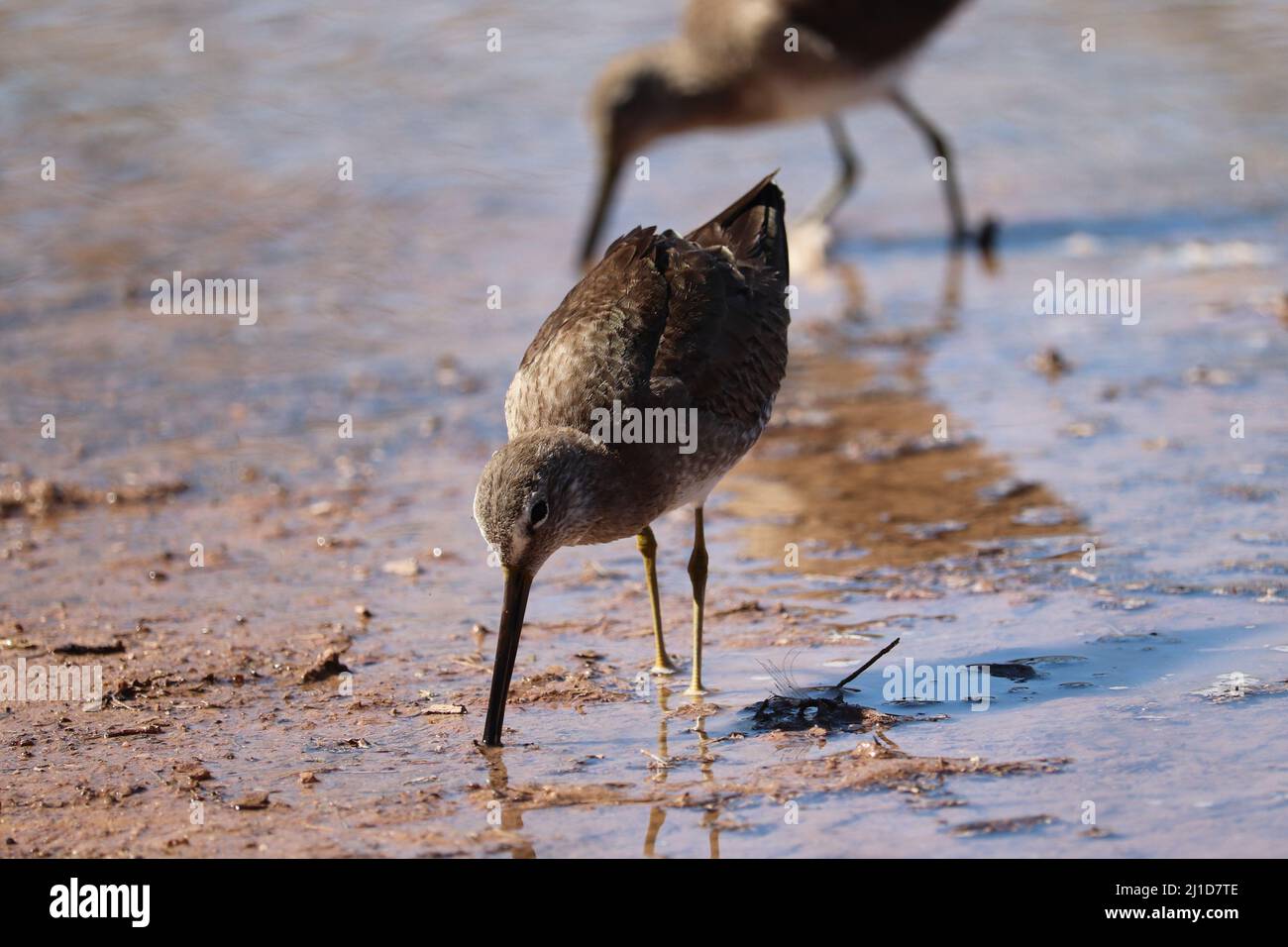 Long-billed dowitcher or Limnodromus scolopaceus searching for food at the Riparian Preserve Water Ranch in Arizona. Stock Photo