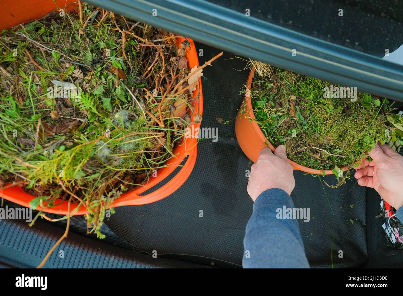 vegetable compost in an orange basket in the trunk of a car in the