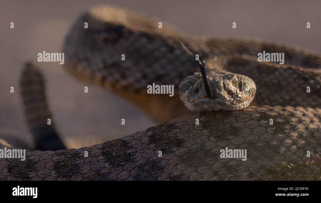 Prairie Rattlesnake, Bosque del Apache National Wildlife Refuge, New ...