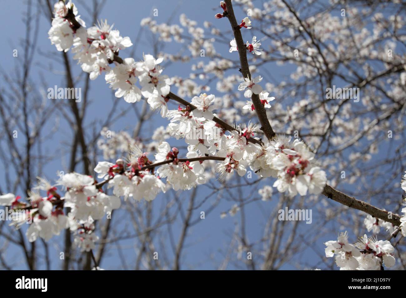 The branch of apple tree in spring Stock Photo - Alamy