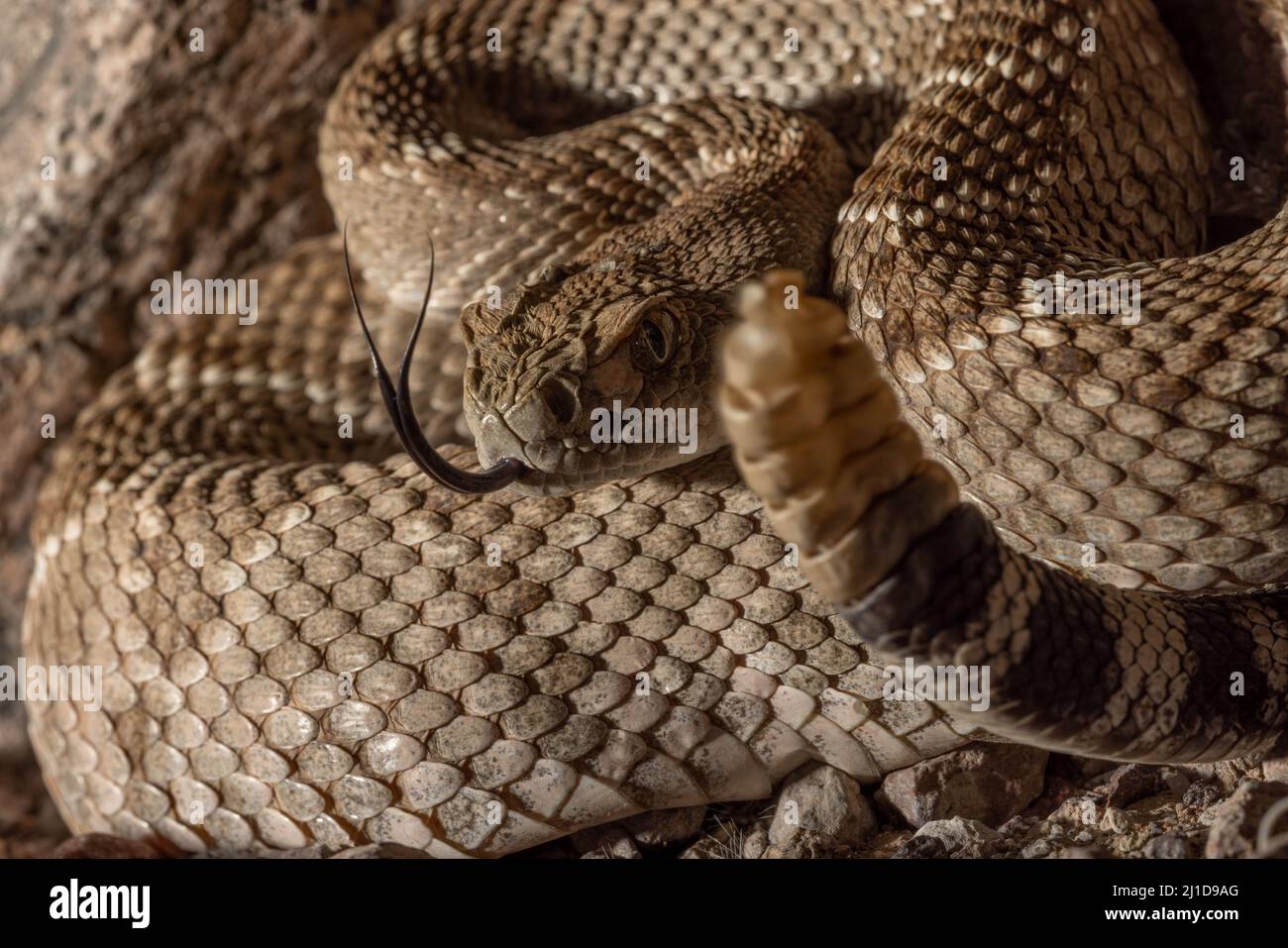 Western Diamond-backed Rattlesnake, New Mexico, USA. Stock Photo