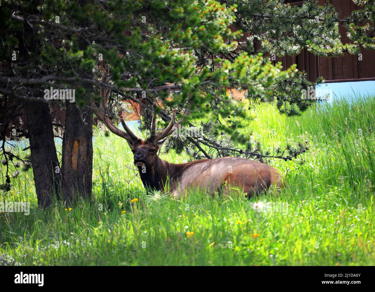 Big, bull elk lays in the shade in grassy area of Yellowstone National Park in Wyoming.  He has his mouth open and you can see his teeth. Stock Photo