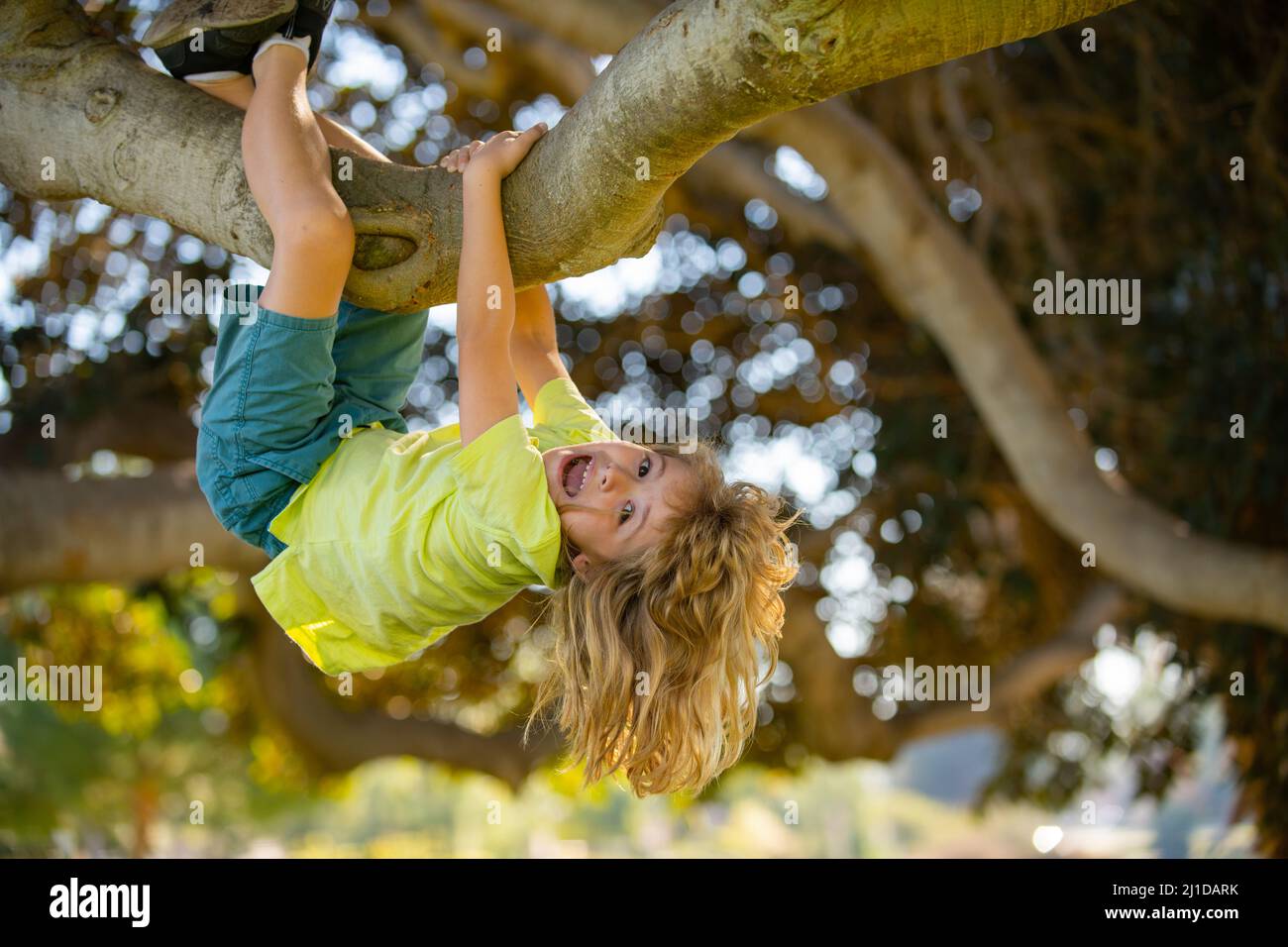 Kids climbing trees, hanging upside down on a tree in a park. Cute little kid boy enjoying climbing on tree on summer day. Cute child learning to Stock Photo