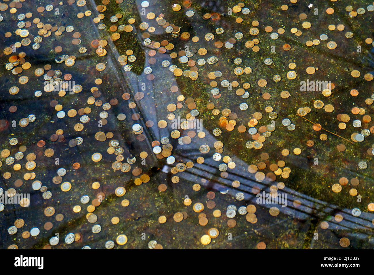 Coins in the wishing well, Rio, Brazil Stock Photo