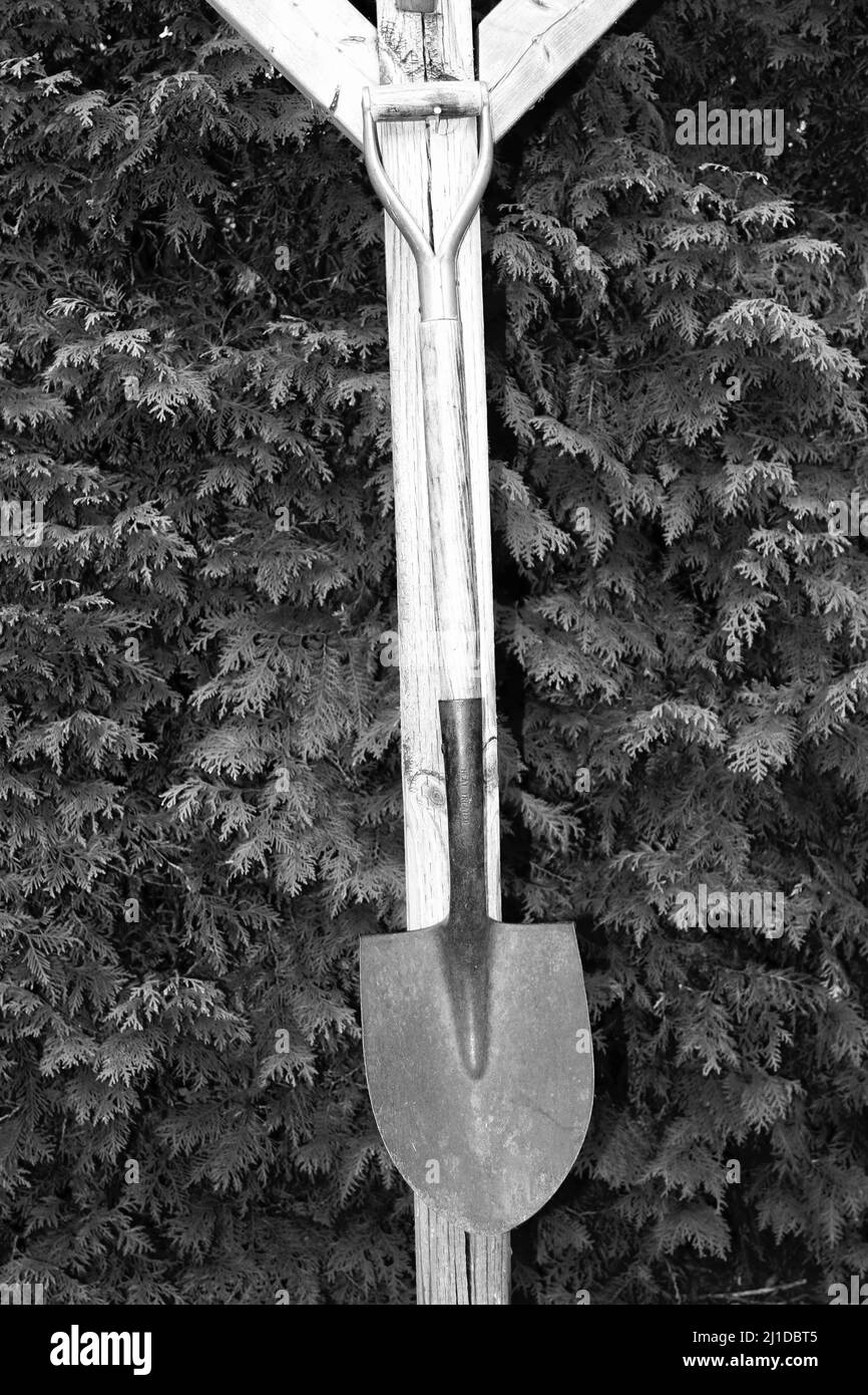 Shovel hanging on a post with cedar hedge in background in black and white Stock Photo
