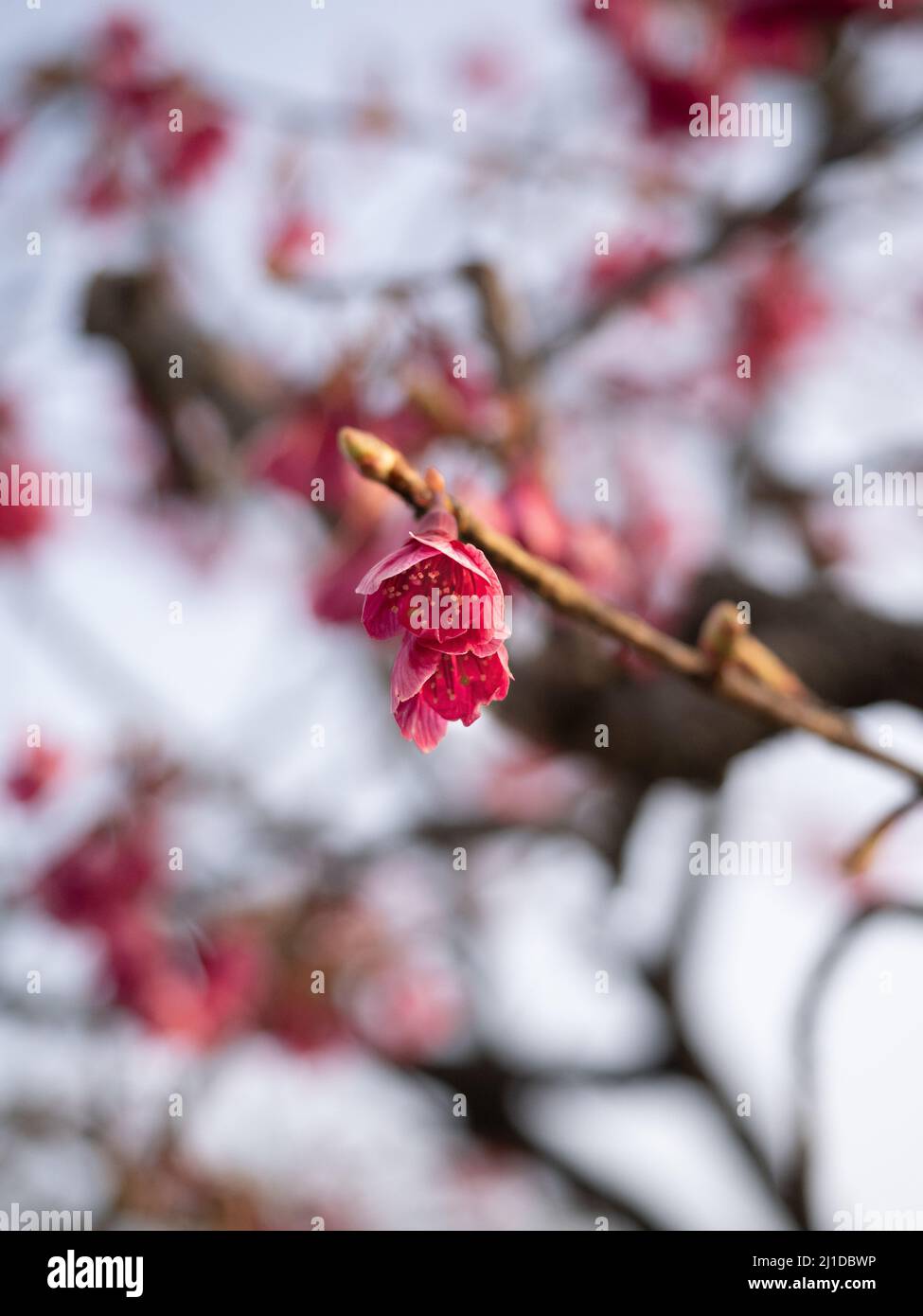 Tree with pink flowers in spring Stock Photo - Alamy