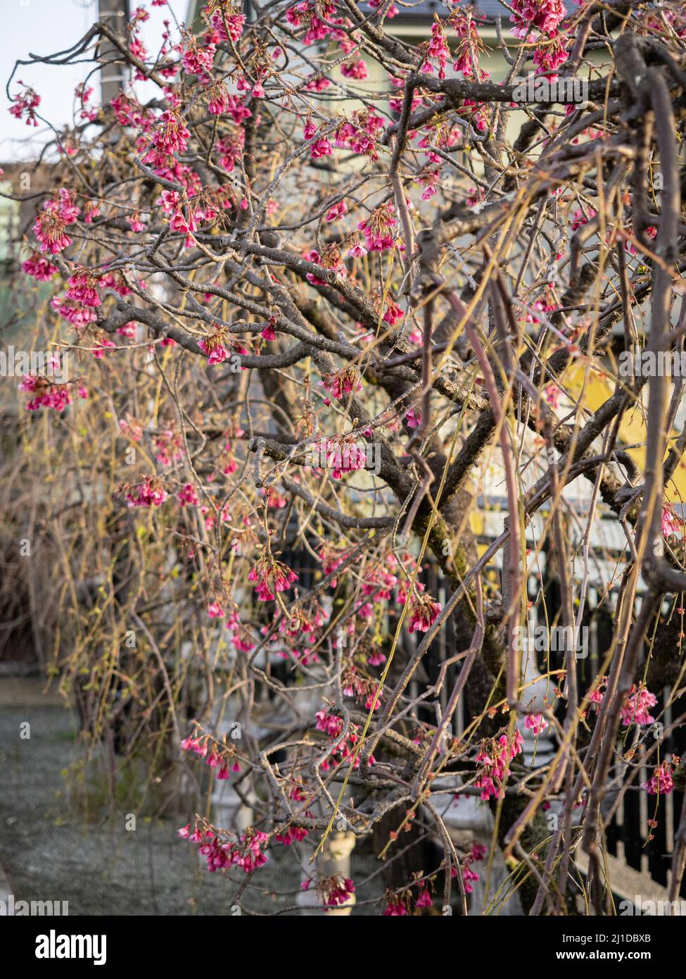 Tree with pink flowers in spring Stock Photo - Alamy
