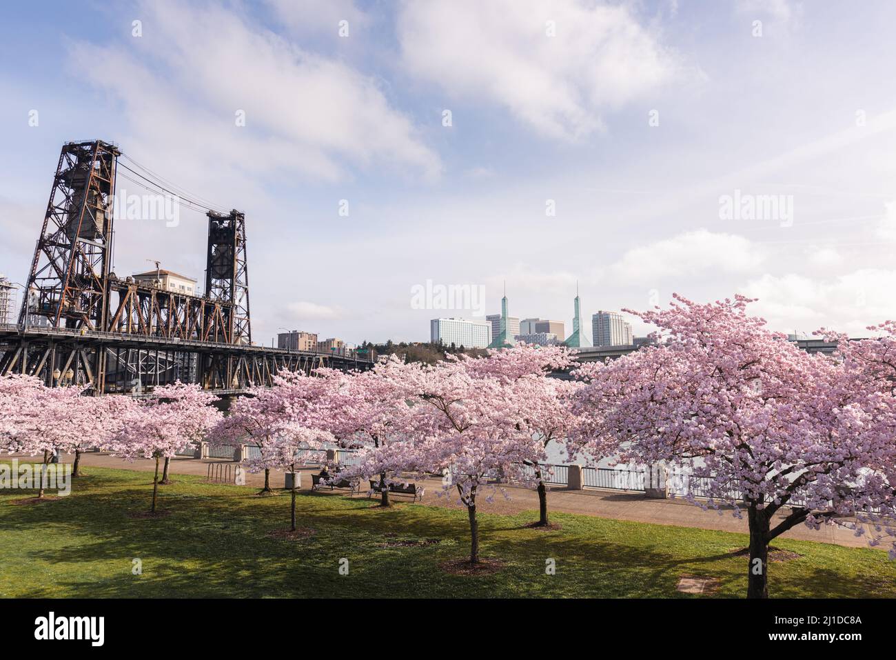 Blooming spring cherry blossoms on the waterfront park in Downtown