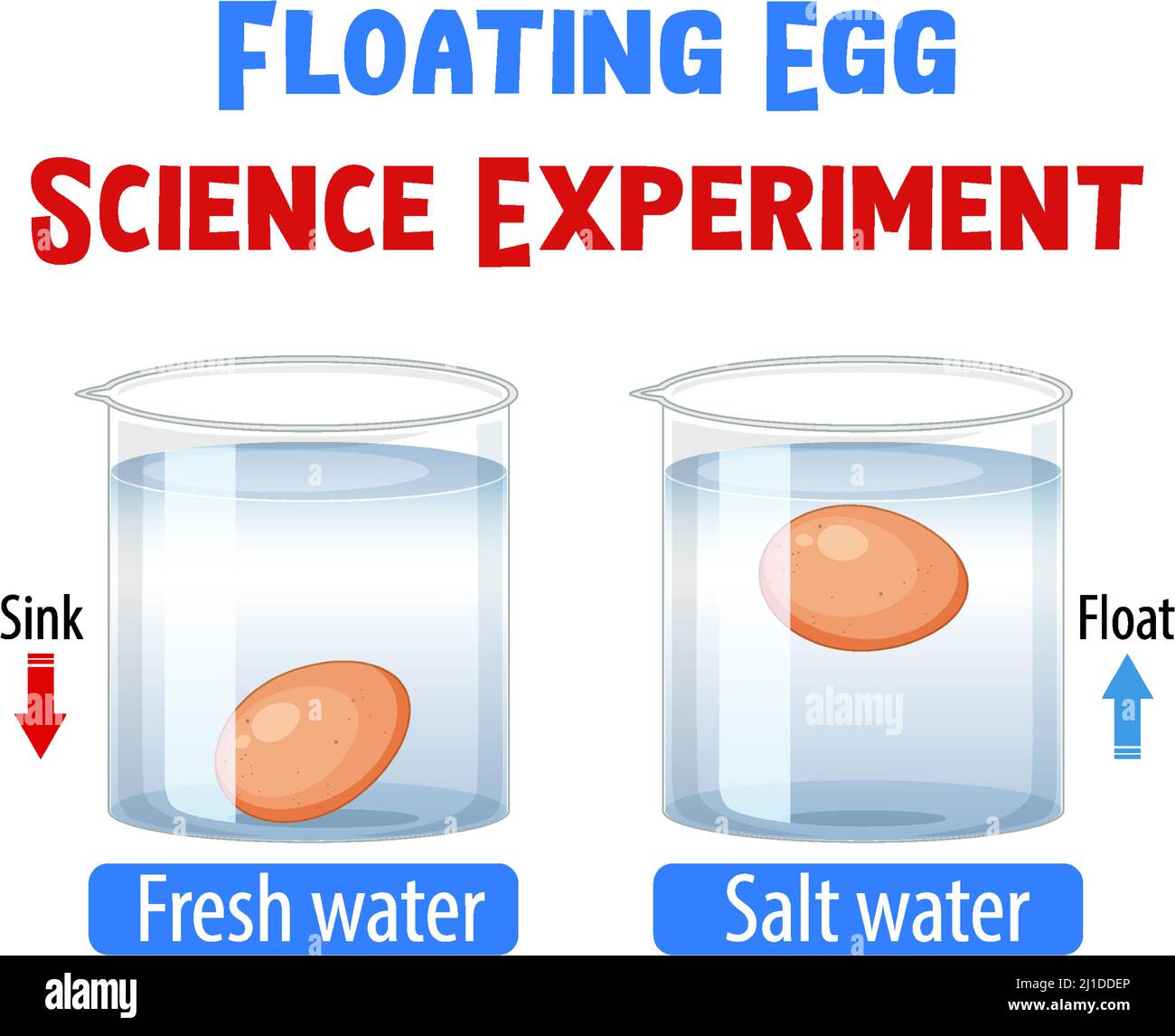Floating egg science experiment illustration Stock Vector Image & Art