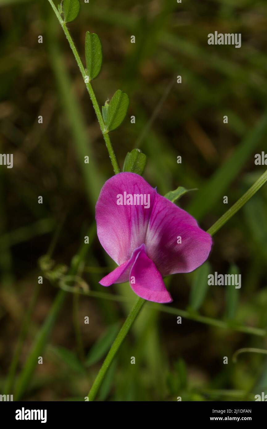 Common Vetch (Vicia Sativa) is an introduced weed in Australia - but it does have pretty, purple flowers! Found at Hochkins Ridge Flora Reserve. Stock Photo