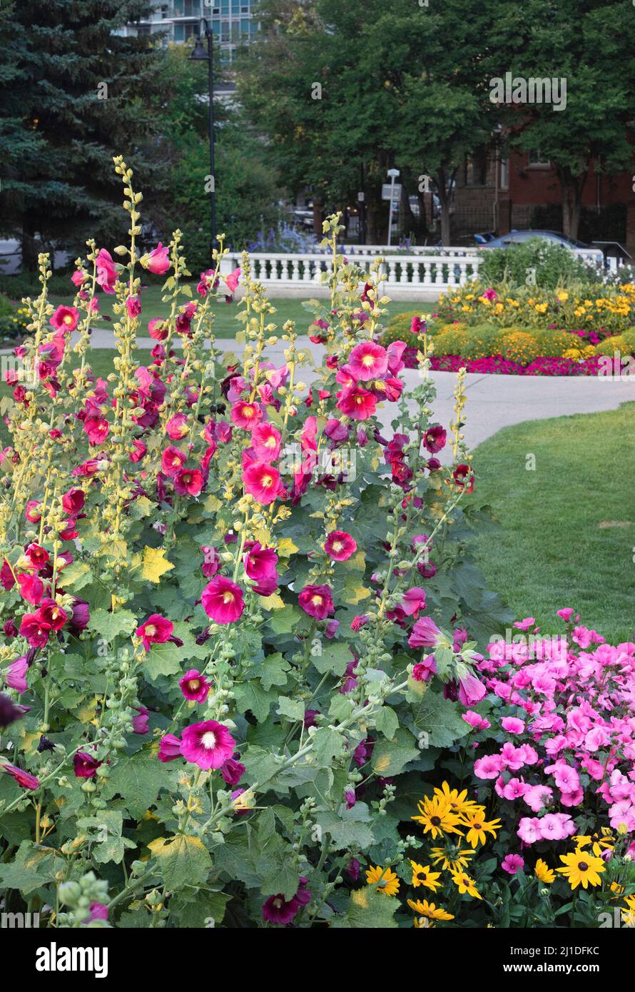Beaulieu Gardens at the historic Lougheed House in downtown Calgary, Alberta, Canada with Pink Hollyhocks and Lavatera Ruby Regis flowers in bloom Stock Photo
