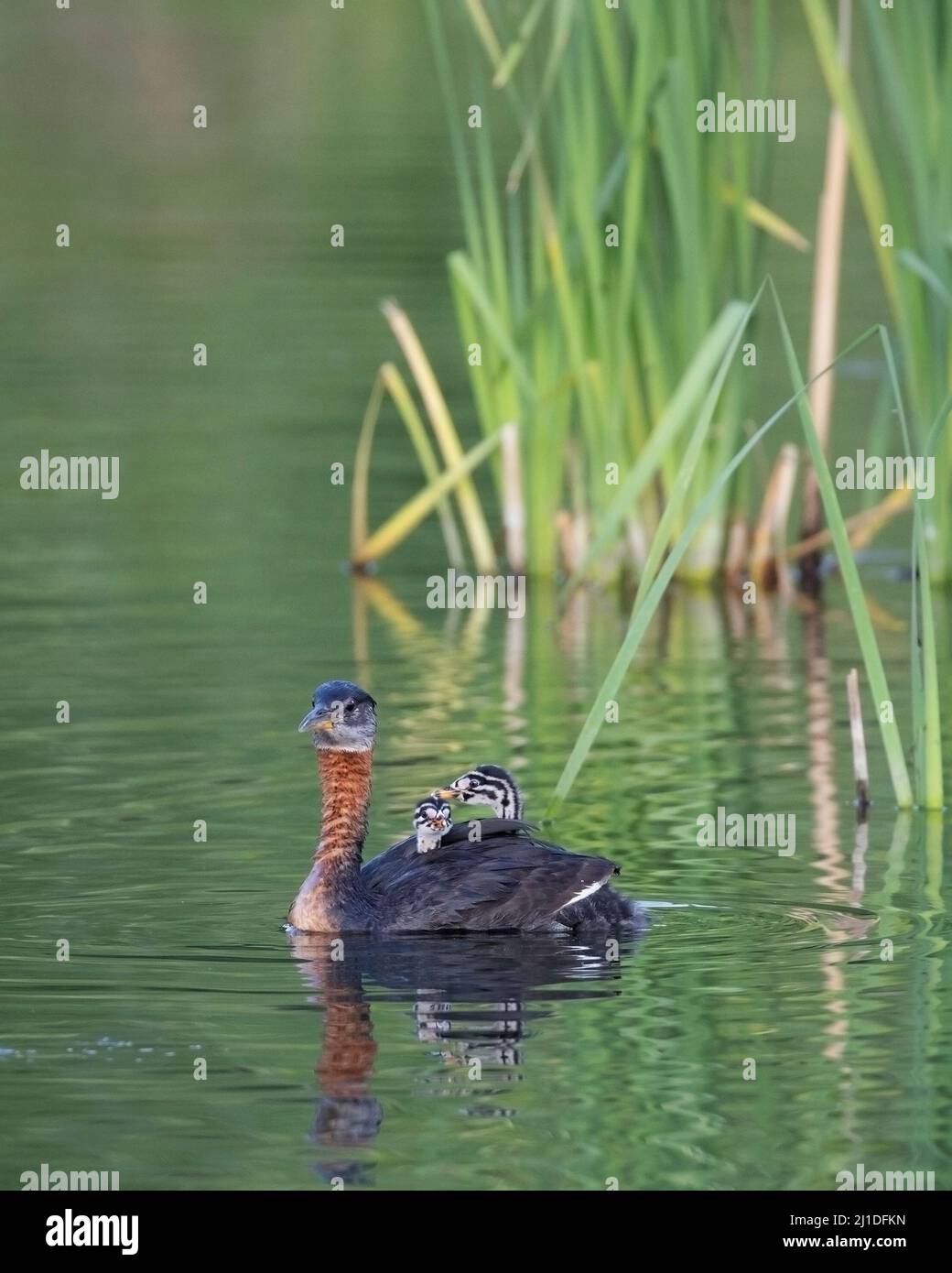 Red-necked Grebe parent carrying two chicks on back, swimming on a stormwater pond in Fish Creek Provincial Park, Calgary, Canada. Podiceps grisegena. Stock Photo