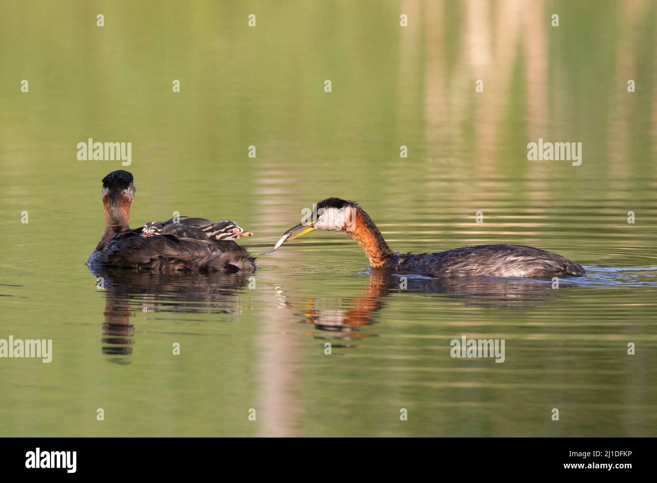 Red-necked Grebe parent bird carrying a fish to feed young chick on stormwater pond in Fish Creek Provincial Park, Calgary, Canada. Podiceps grisegena Stock Photo