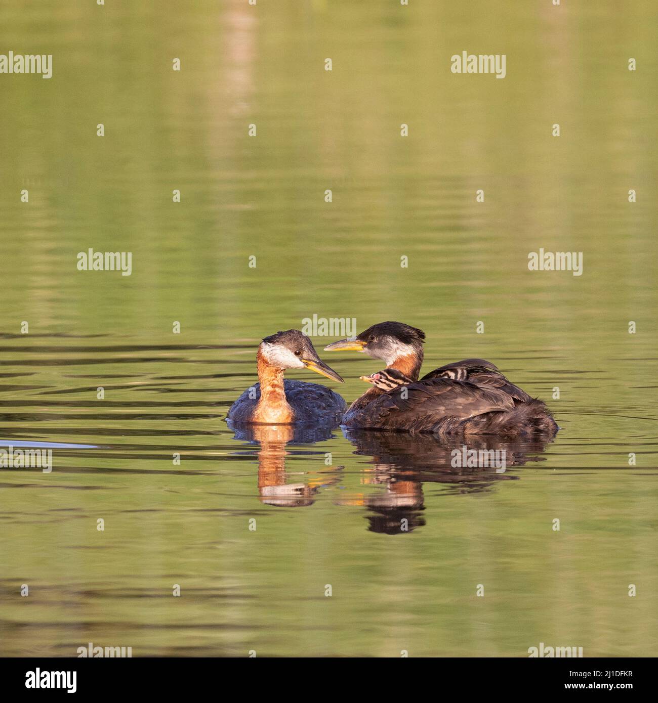 Red-necked Grebes, parent bird carrying young while swimming on a stormwater pond in Alberta, Canada. Podiceps grisegena. Stock Photo