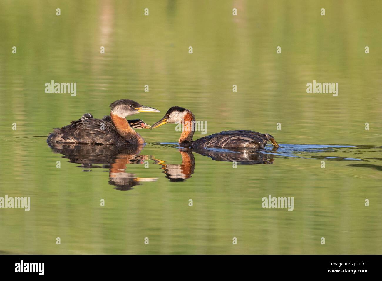 Red-necked Grebe family with chick being fed by one parent and carried on the other adult's back on pond in the Canadian prairies. Podiceps grisegena. Stock Photo