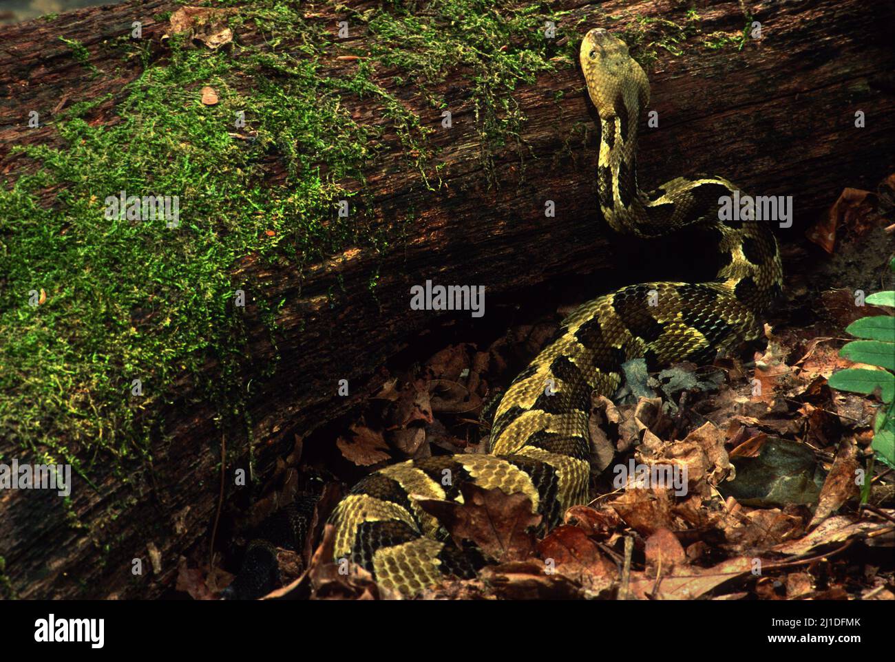 Timber Rattlesnake in hunting posture, watching for prey along fallen log on forest floor. Crotalus horridus Stock Photo
