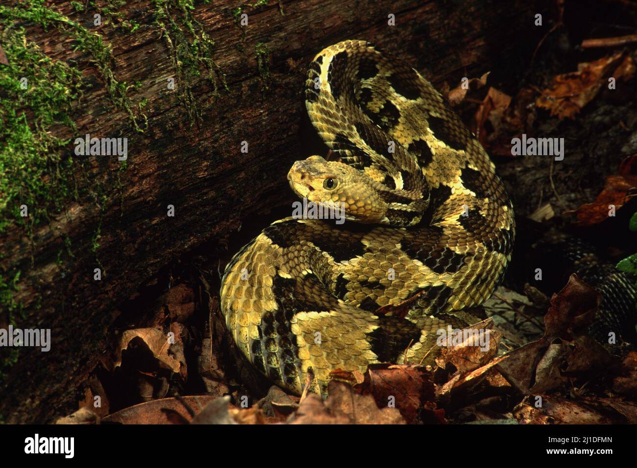 Timber Rattlesnake in hunting posture waiting for prey beside fallen log on forest floor, close up. Crotalus horridus Stock Photo