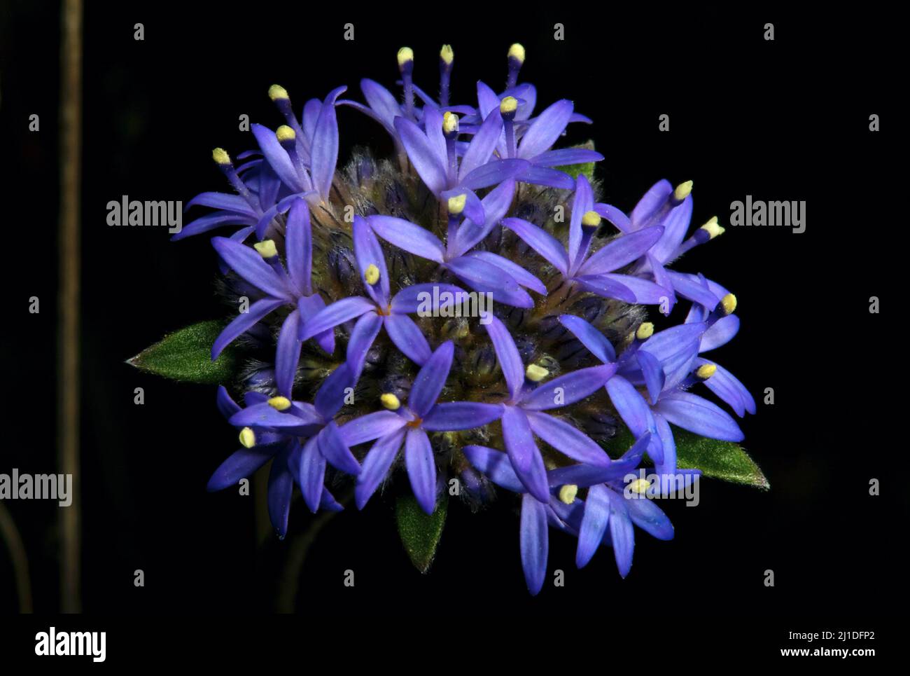 Blue Pincushion Flowers (Brunonia Australis) actually do look like a