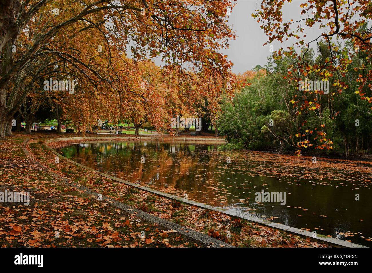 Autumn trees in Hyde Park Perth Western Australia Stock Photo - Alamy