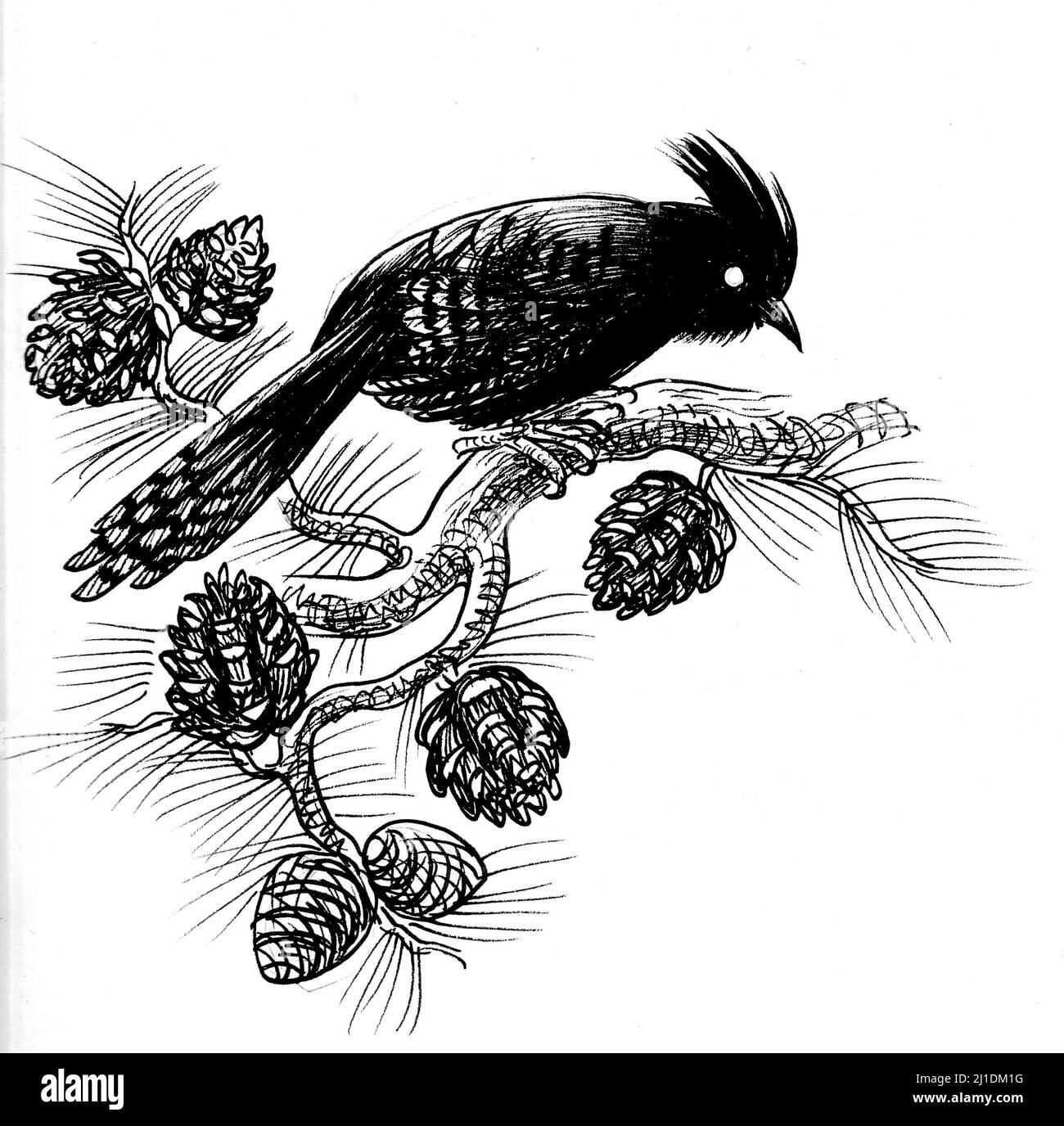 Bird on a pine tree. Ink black and white drawing Stock Photo - Alamy