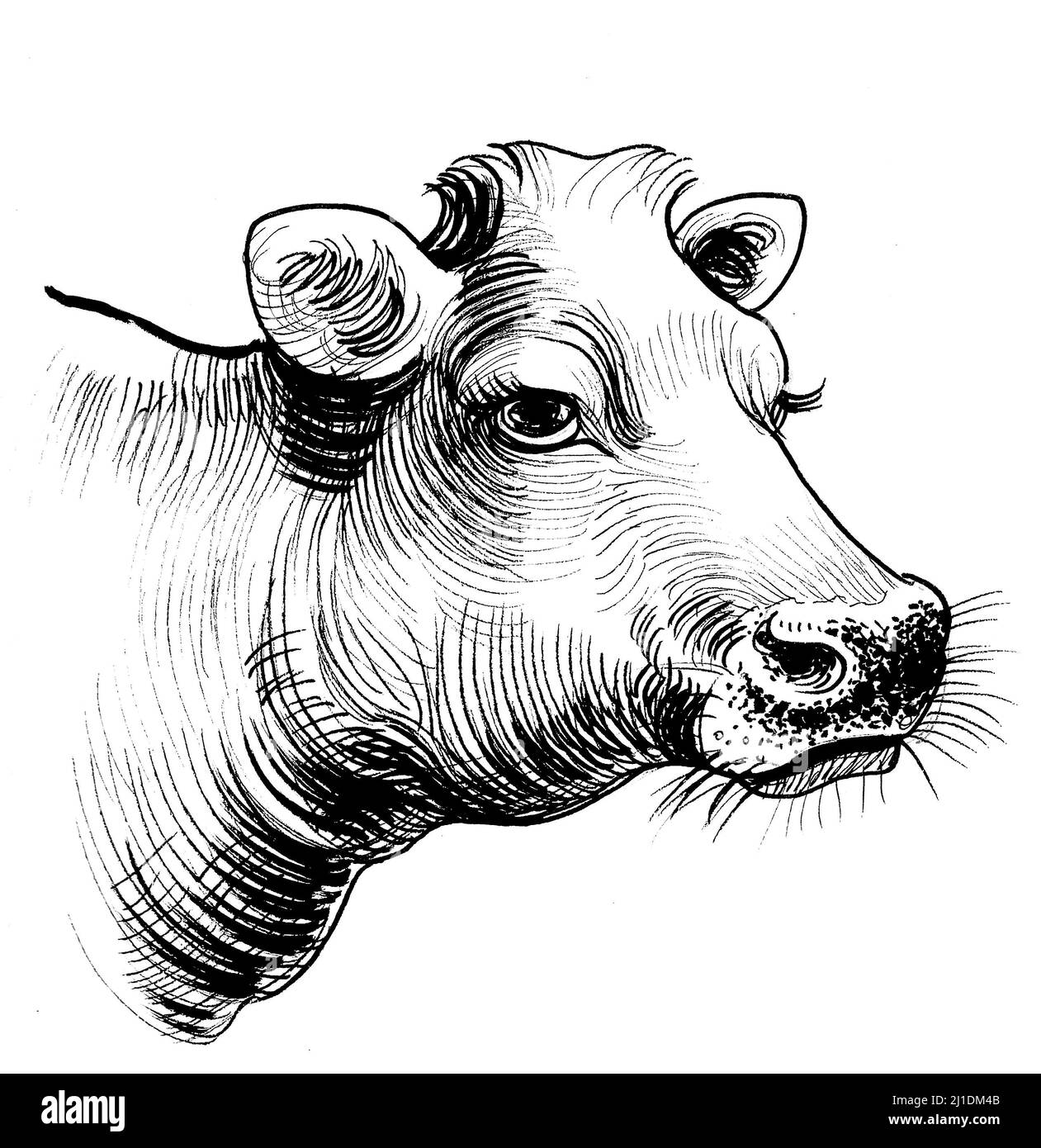 Cow's head. Ink black and white drawing Stock Photo Alamy