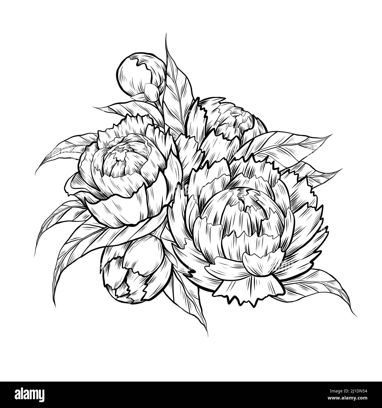 Vector monochrome sketch illustration of peony flowers with foliage. Contour ink Image of natural floral bouquet with hatching Stock Vector