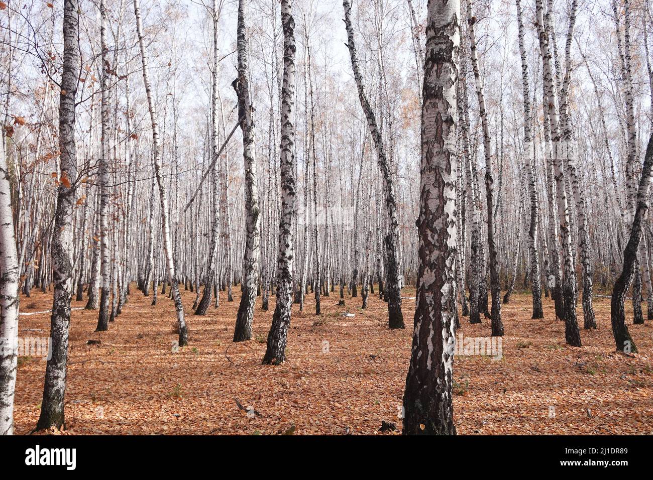 Beautiful autumn birch forest Stock Photo - Alamy
