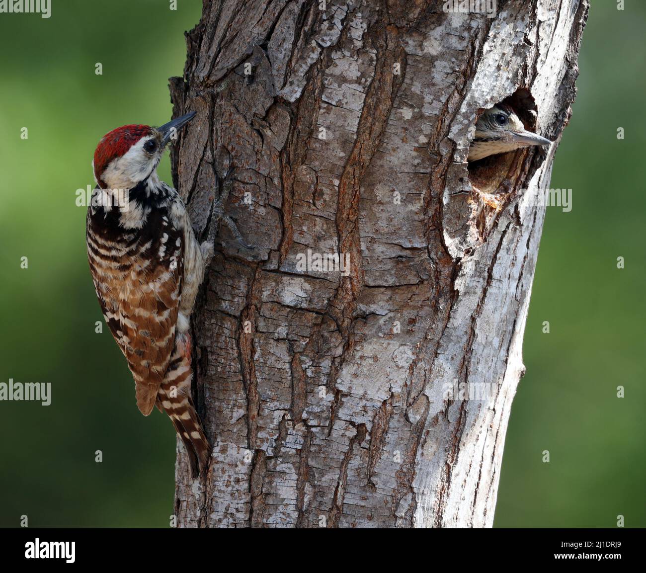 Woodpeckers look for prey to raise their young Stock Photo - Alamy