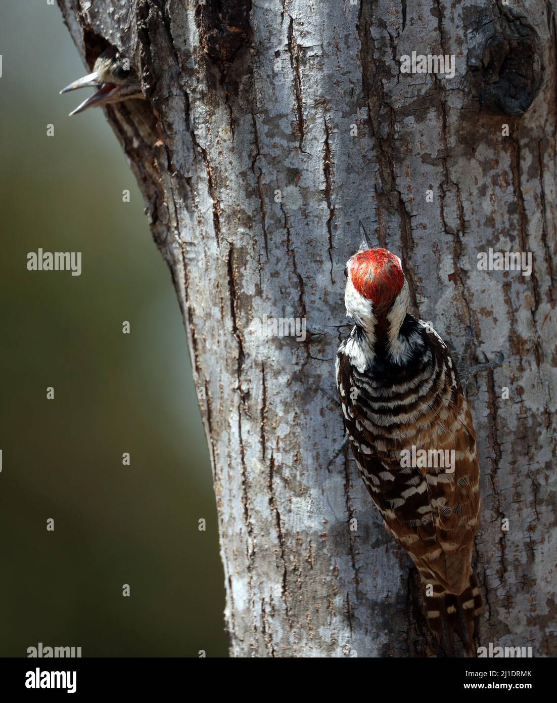 Woodpeckers look for prey to raise their young Stock Photo Alamy