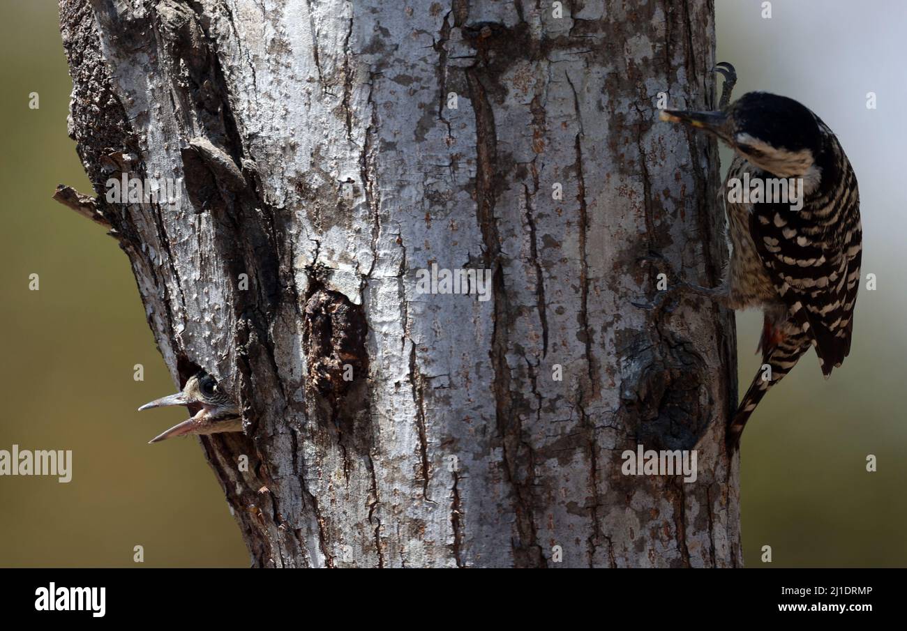 Woodpeckers look for prey to raise their young Stock Photo - Alamy