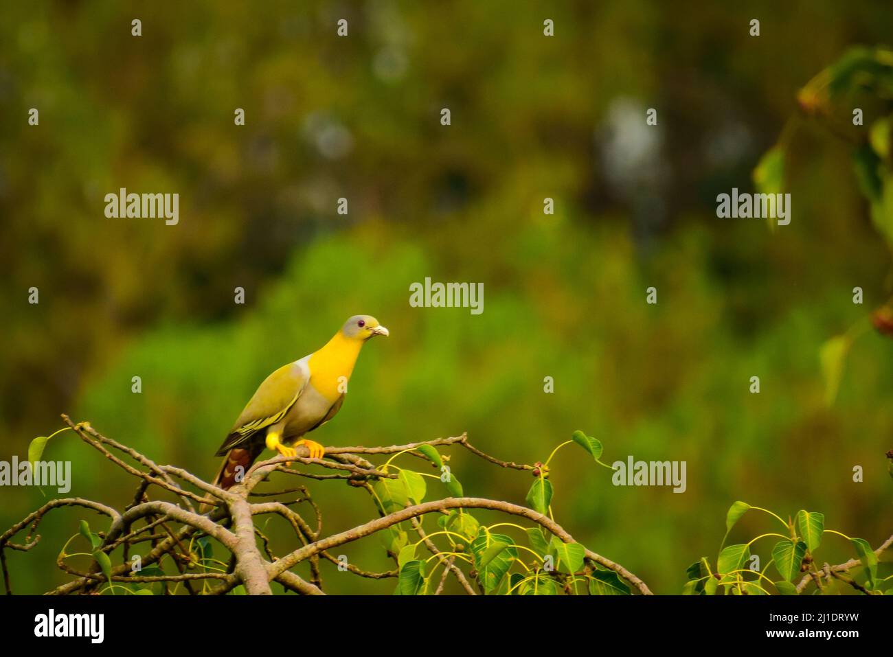 The yellow-footed green pigeon sitting on tree branch Stock Photo