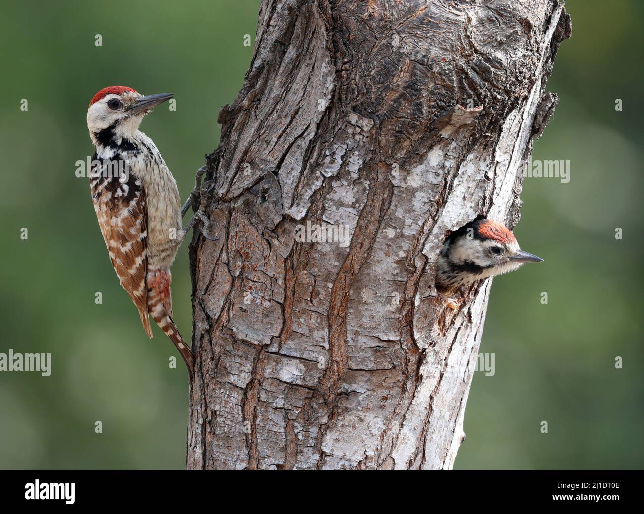 Woodpeckers look for prey to raise their young Stock Photo - Alamy