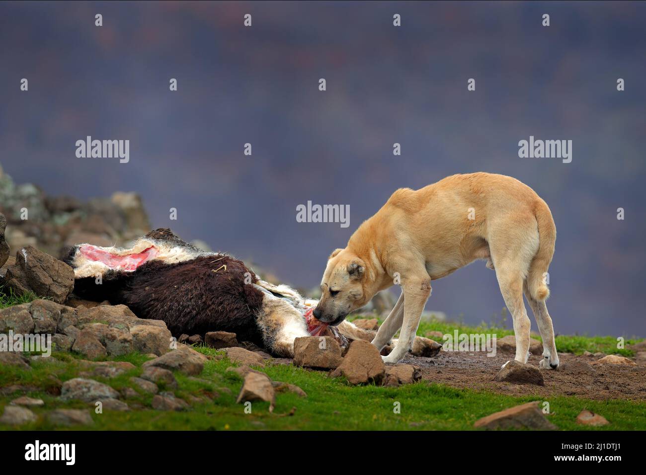 Rocky 2025 mountain kangal