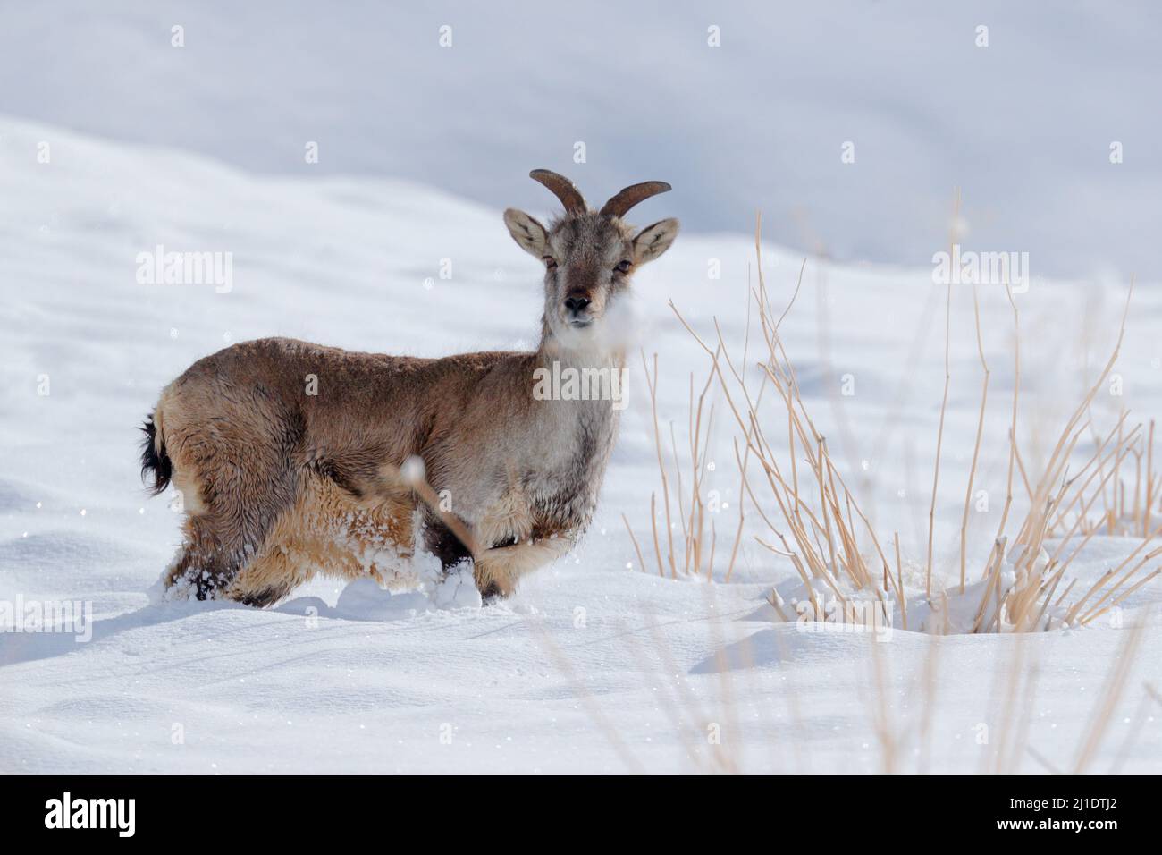 Bharal blue Sheep, Pseudois nayaur, in the rock with snow, Hemis NP, Ladakh, India in Asia. Bharal in nature snowy habitat. Face portrait with horns o Stock Photo